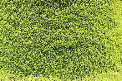 种瓜得瓜，种豆得豆：《百炼成钢》的种田和捕鱼更新在11月正式发售前到来了