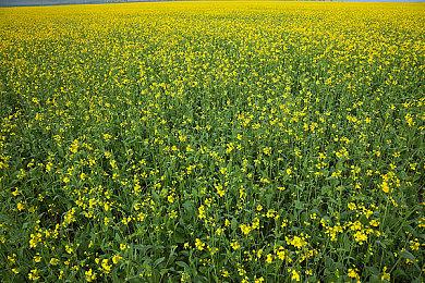 Epic喜加二：《重炮母舰》《模拟火车世界2》免费领