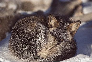 《仙剑奇侠传7》天魔女介绍 女战神叛出神界堕为魔族